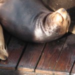 sea-lions-long