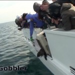 Marine Mammal Center releases Little Gobbler